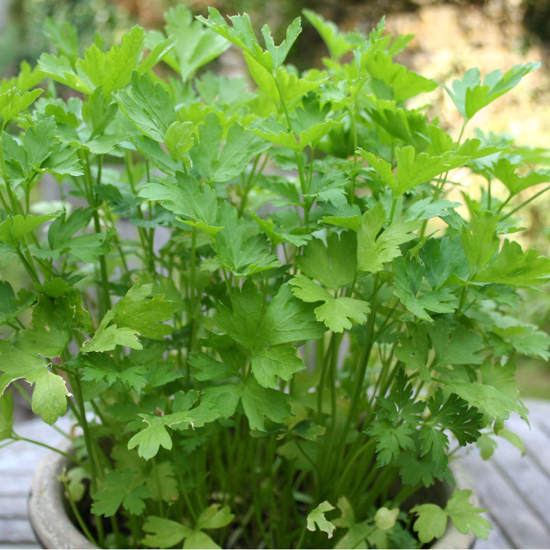 Parsley, Flat Main Image